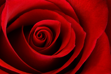 Vibrant Red Rose 